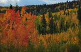 Cores e paisagens de Outono, no trecho americano da Alaska Highway